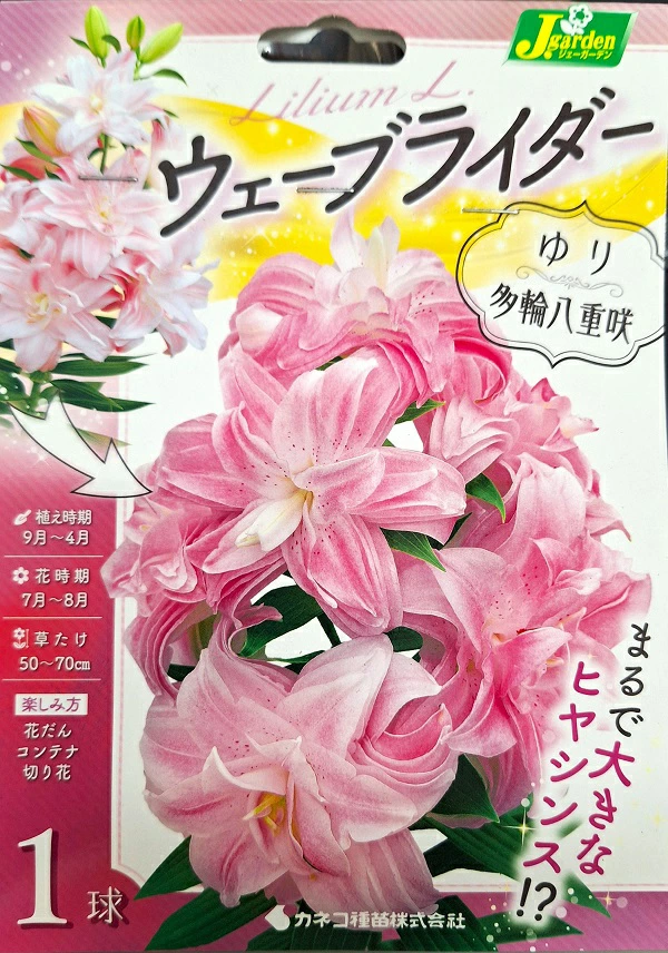 ゆりウェーブライダー