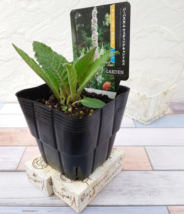 バーバスカム ウェディングキャンドルズ