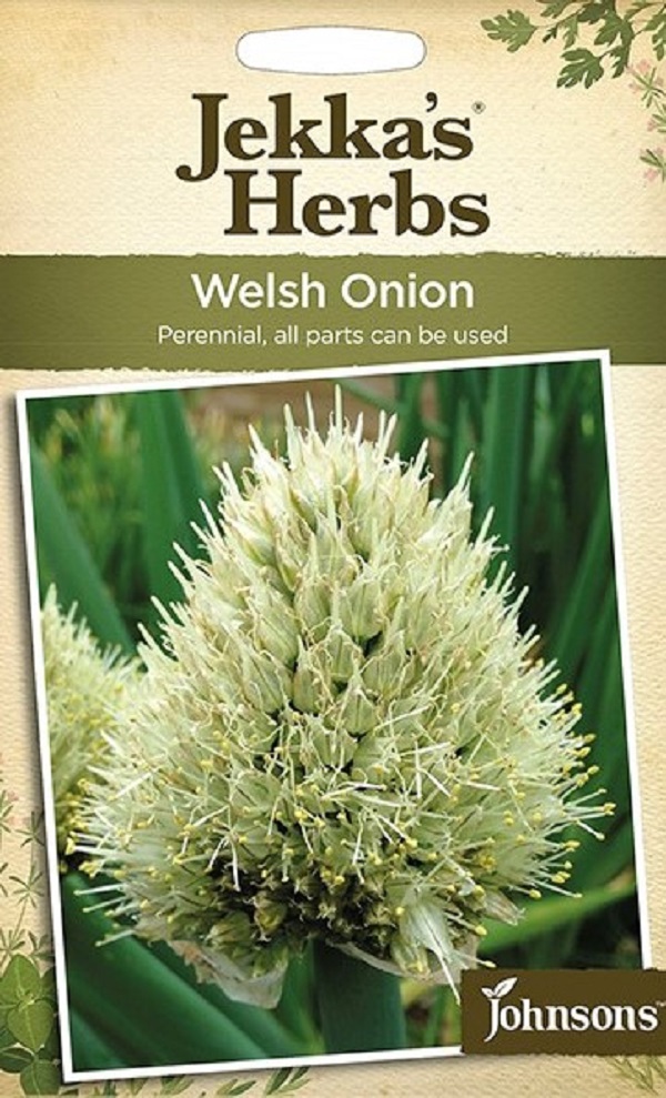 welsh-onion
