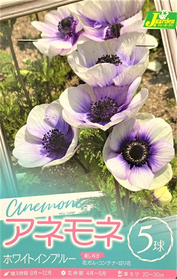 アネモネ ホワイトインブルー