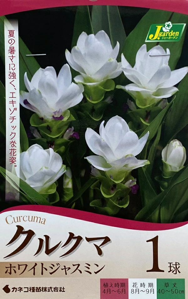 クルクマホワイトジャスミン