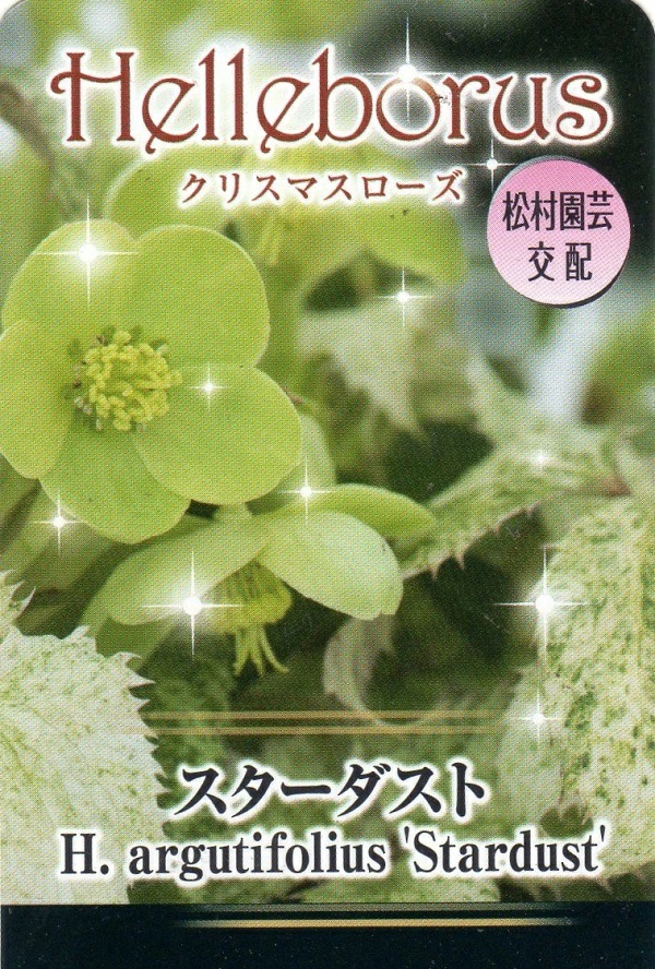 クリスマスローズ　スターダスト