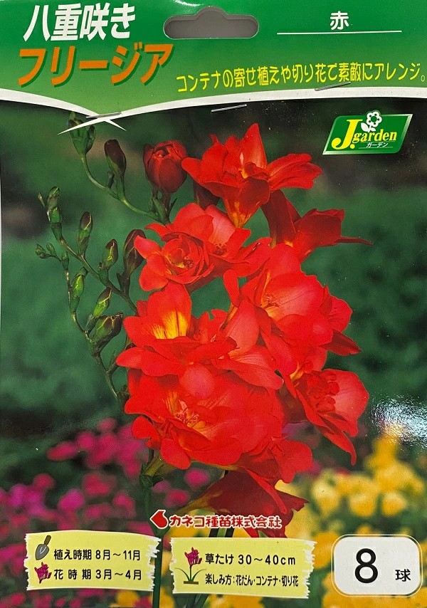 八重咲きフリージア赤