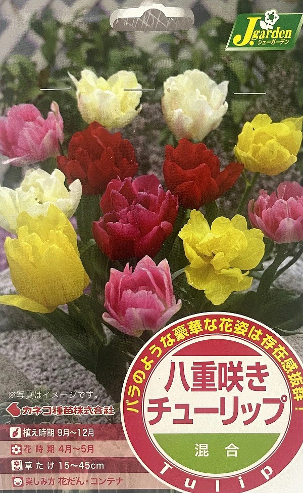 八重咲きチューリップ混合