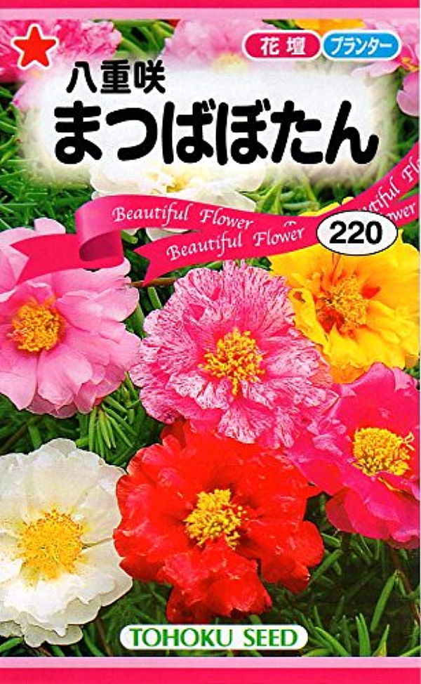 八重咲まつばぼたん