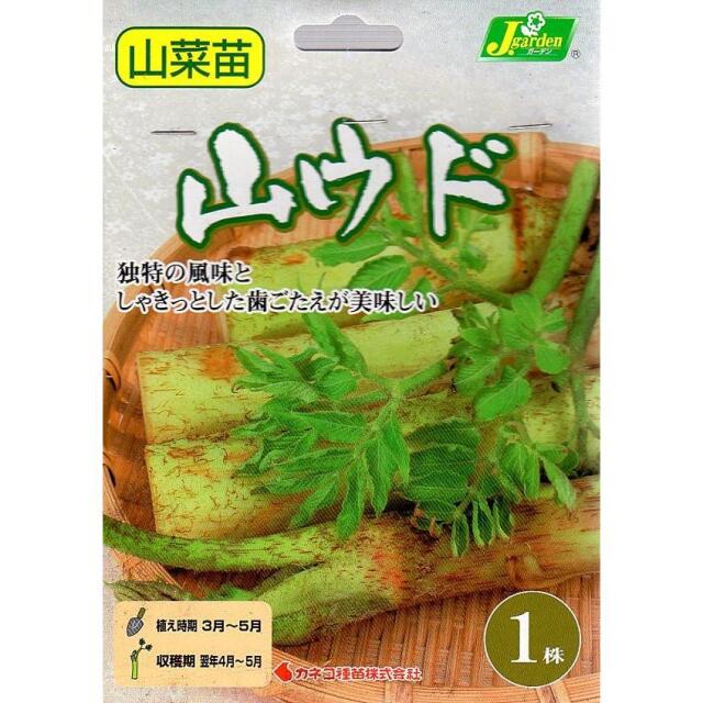 山ウド