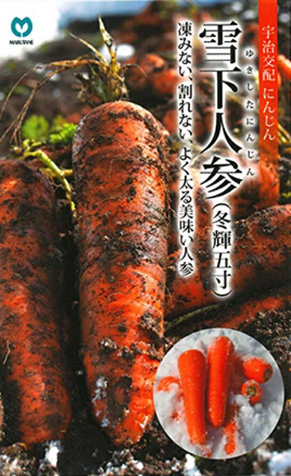 雪下人参