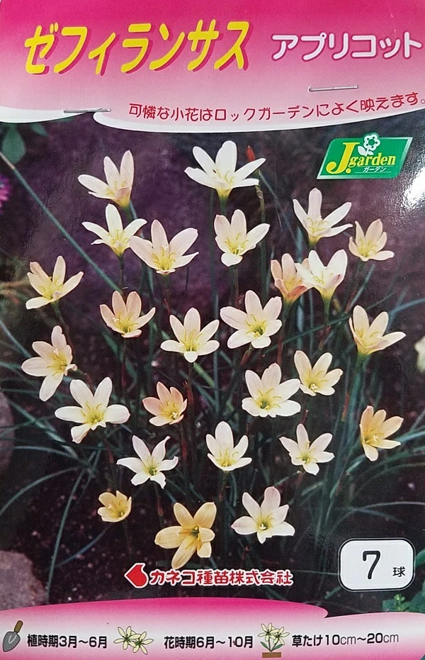 ゼフィランサス アプリコット 7球入