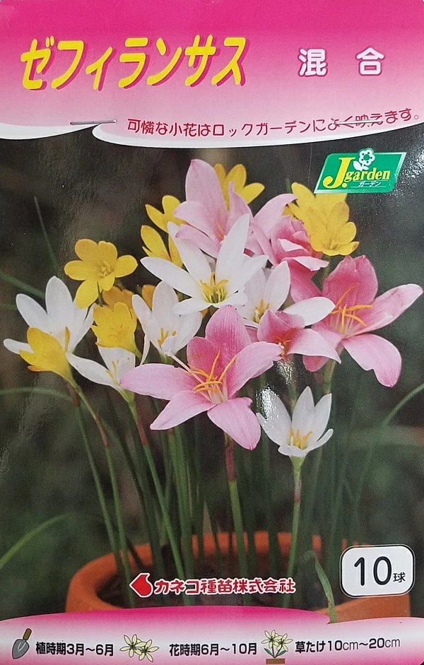 ゼフィランサス 混合 10球