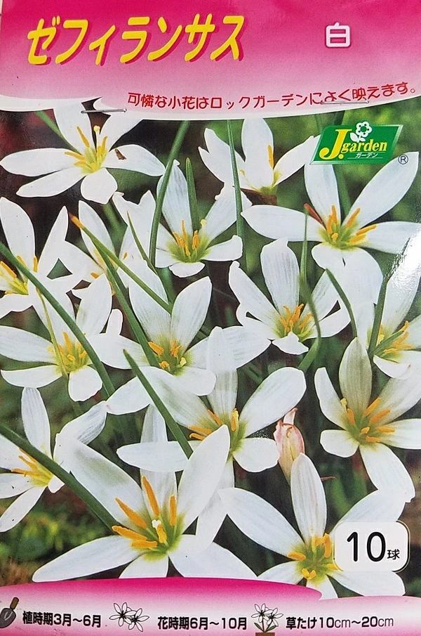 ゼフィランサス 白 10球入