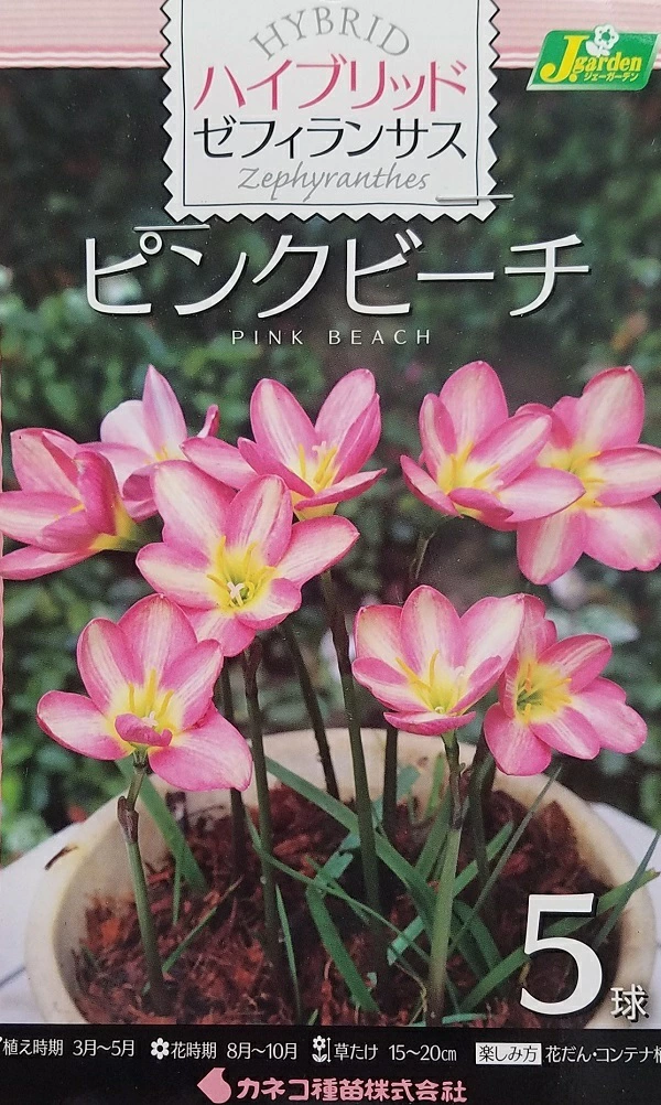ハイブリッド ゼフィランサス ピンクビーチ 5球入