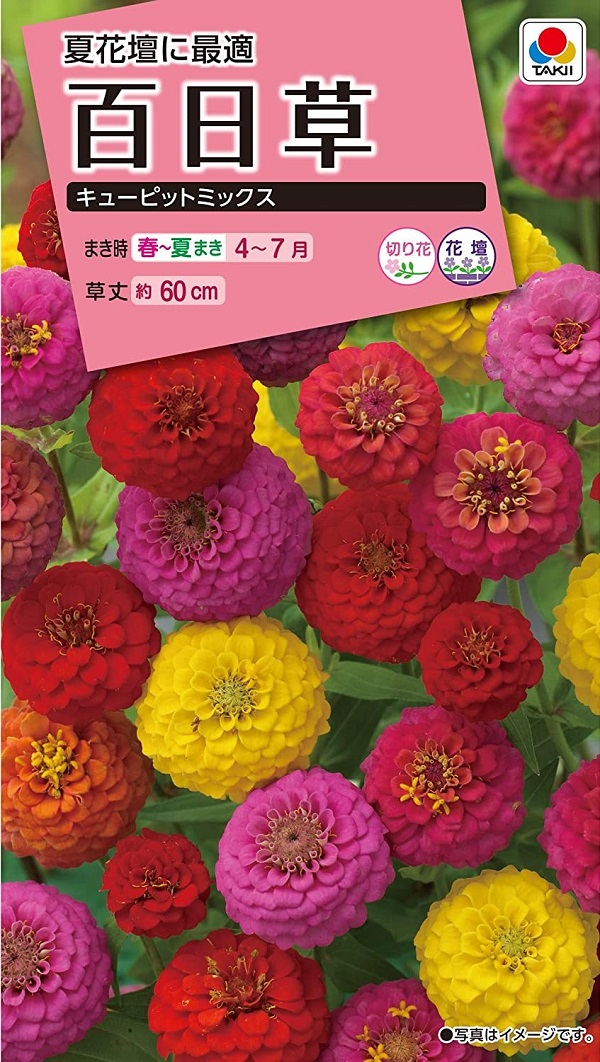 百日草　キューピットミックス