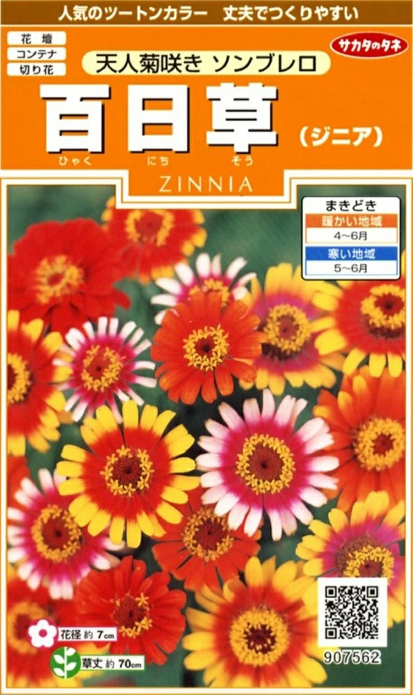 ジニアソンブレロ