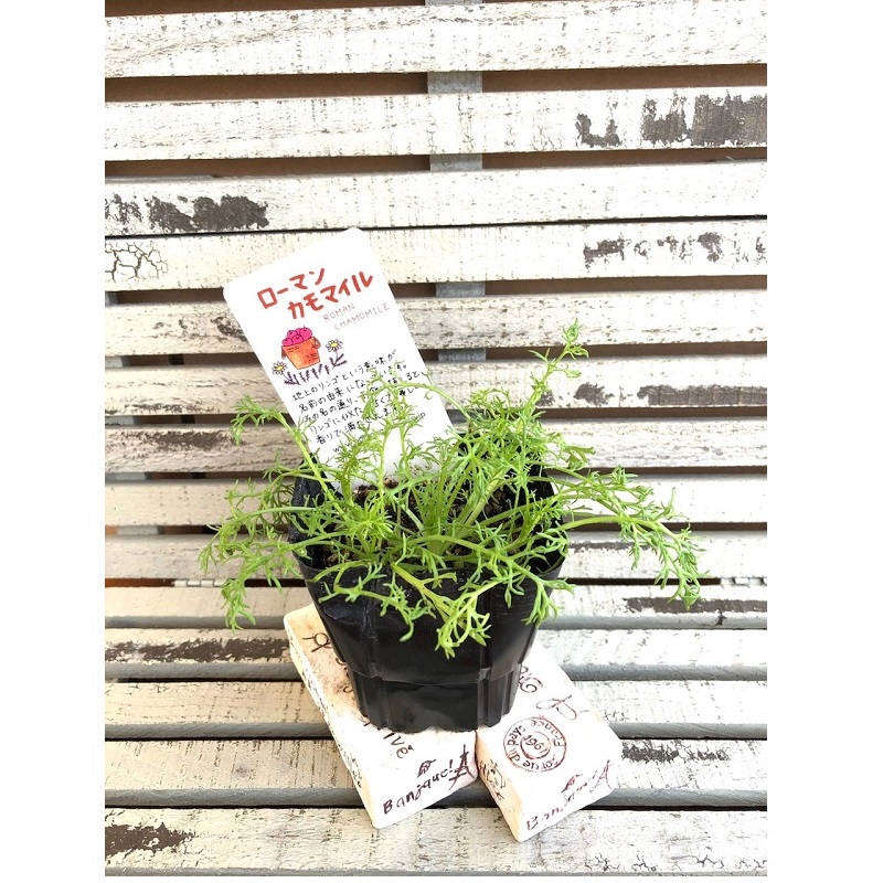 ローマンカモミール ローマンカモミール | Chamaemelum nobile | かぎけん花図鑑