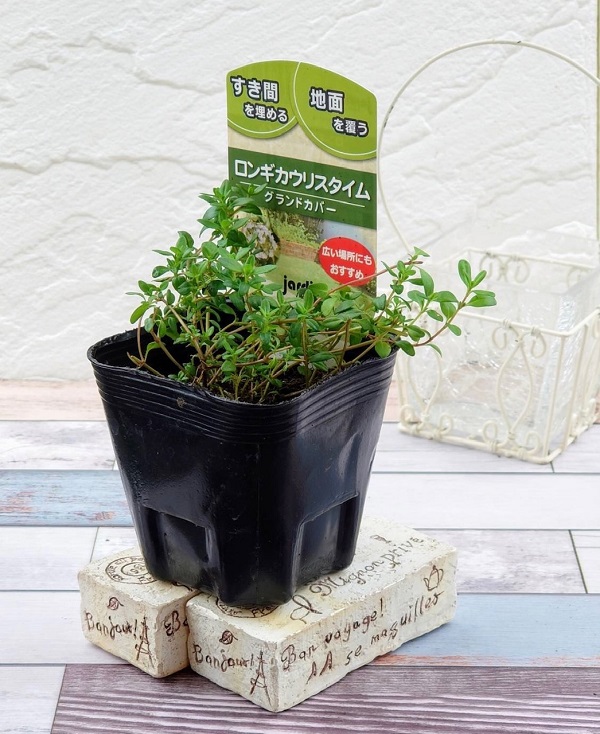 ロンギカウリスタイム