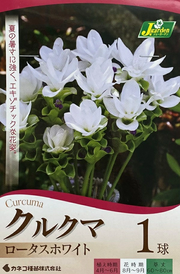 クルクマ ロータスホワイト