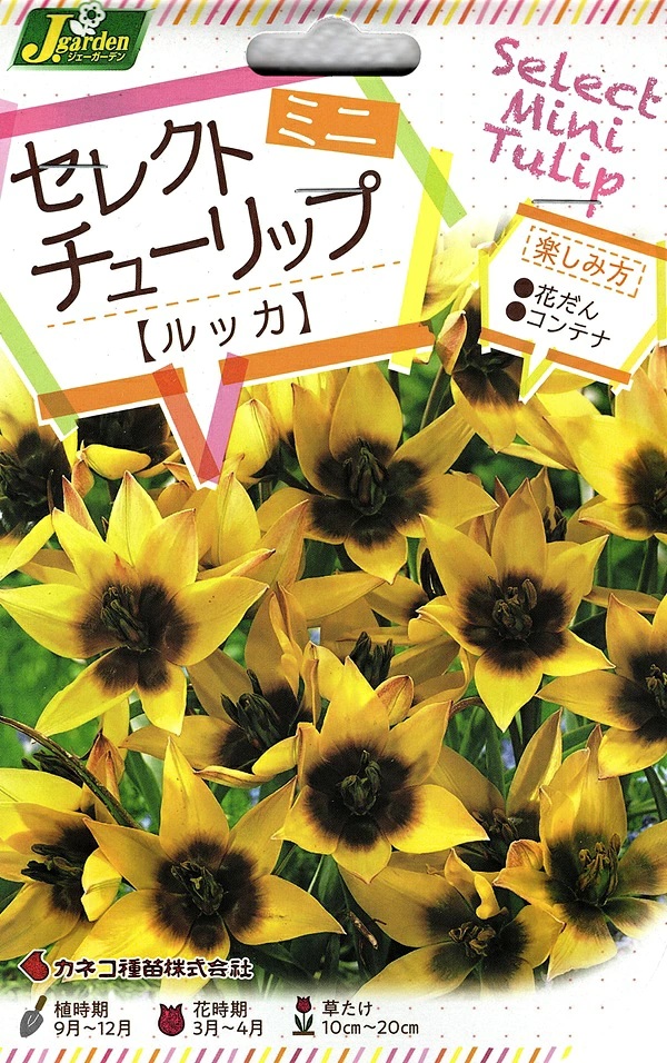 セレクトミニチューリップ　ルッカ