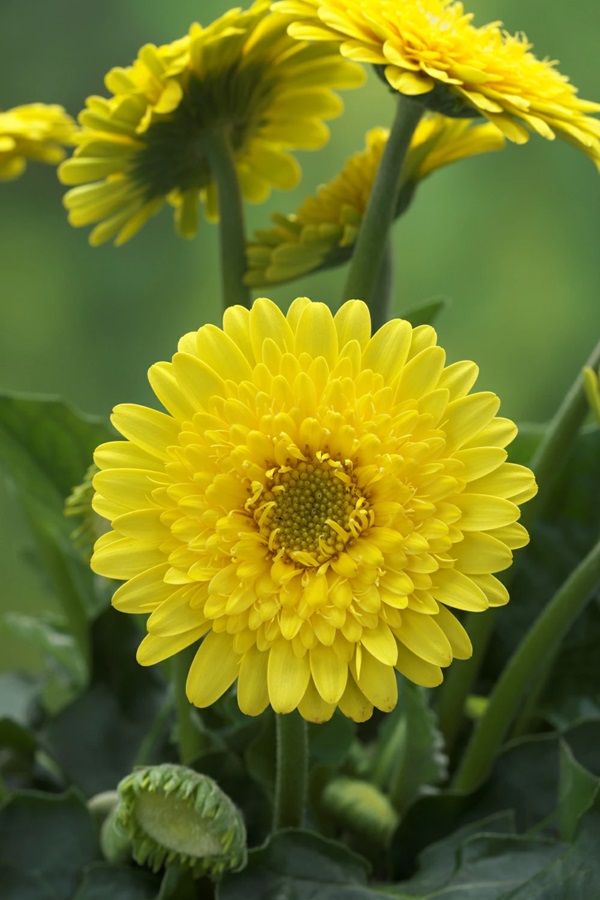 ガーベラ　ガルビネア　マジェスティック　イエロー