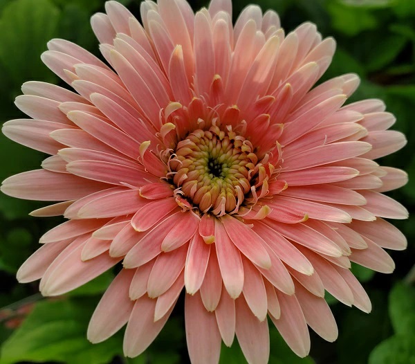 ガーベラ　ガルビネア　マジェスティック　ライトピンク