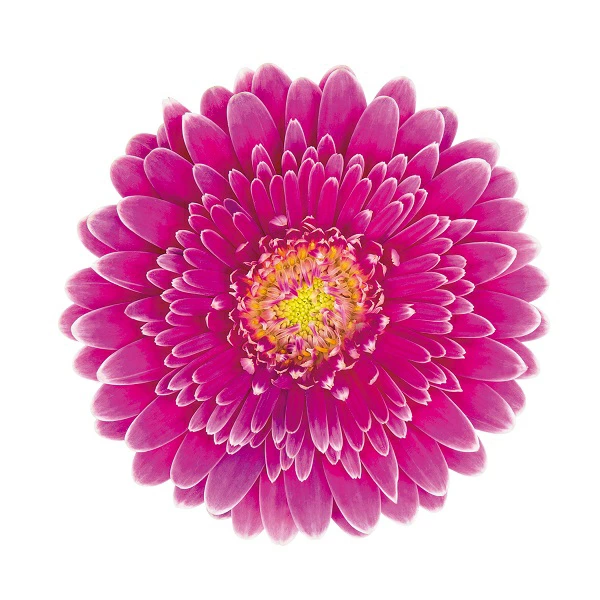 ガーベラ　ガルビネア　マジェスティック　パープル