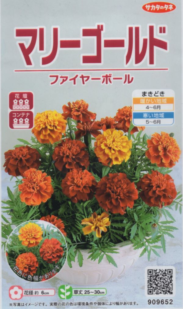 マリーゴールド　ファイヤーボール