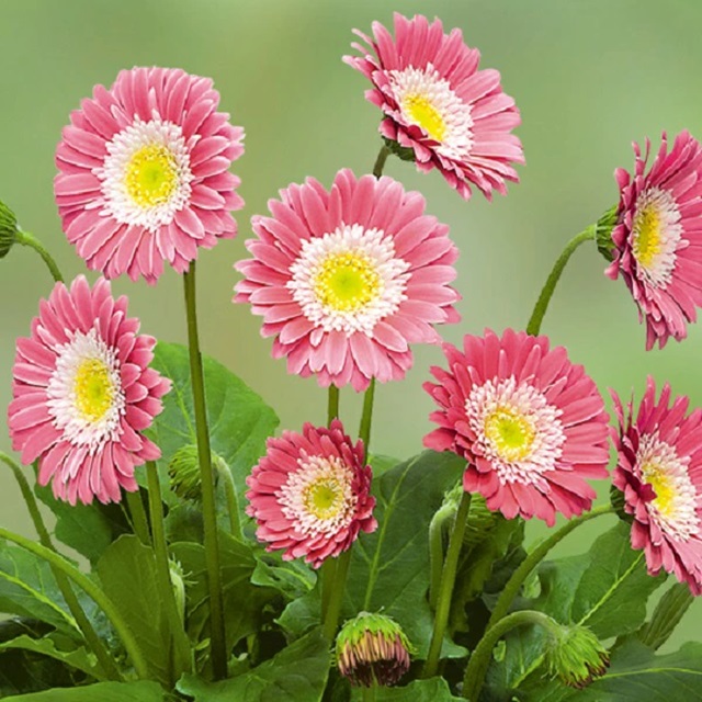 宿根ガーベラ　スイートメモリー