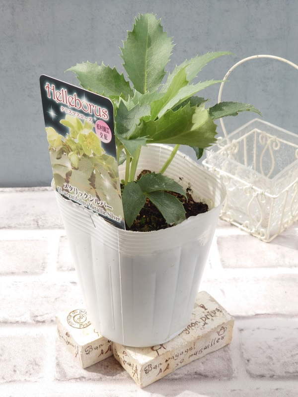 クリスマスローズ　メタリックシルバー