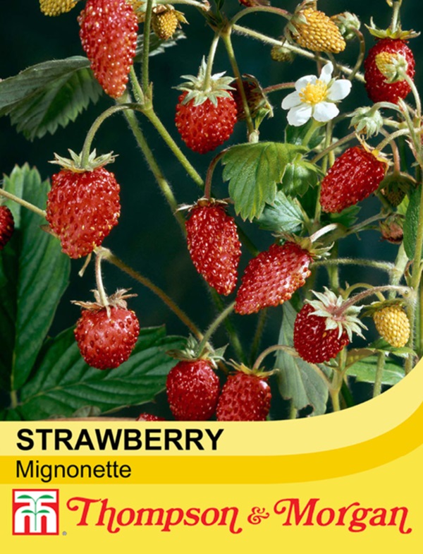 ストロベリー ミニョネット