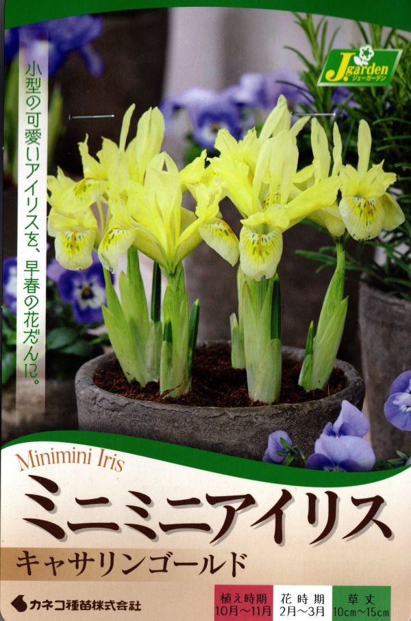 ミニミニアイリス　キャサリンゴールド