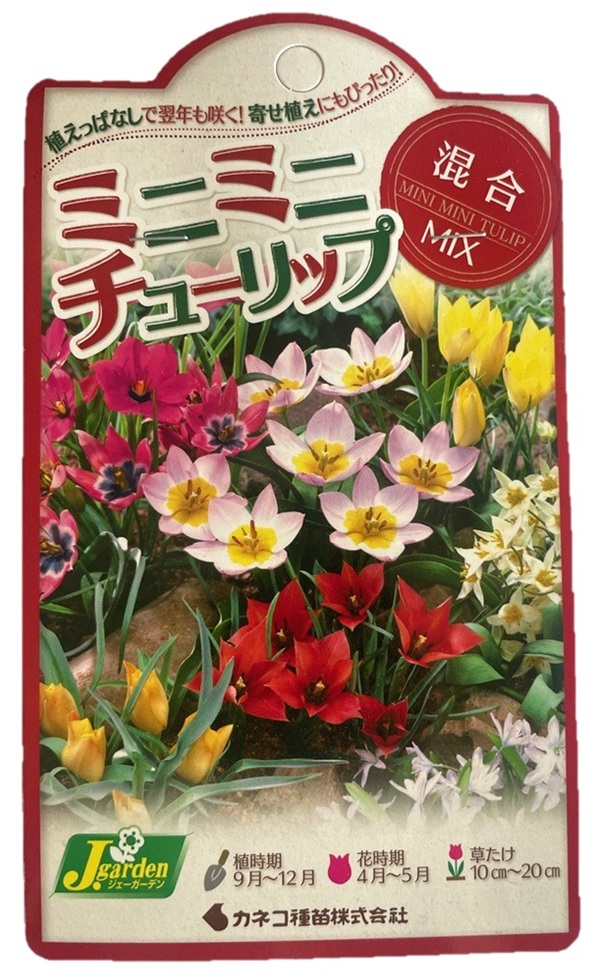 ミニミニチューリップ 混合