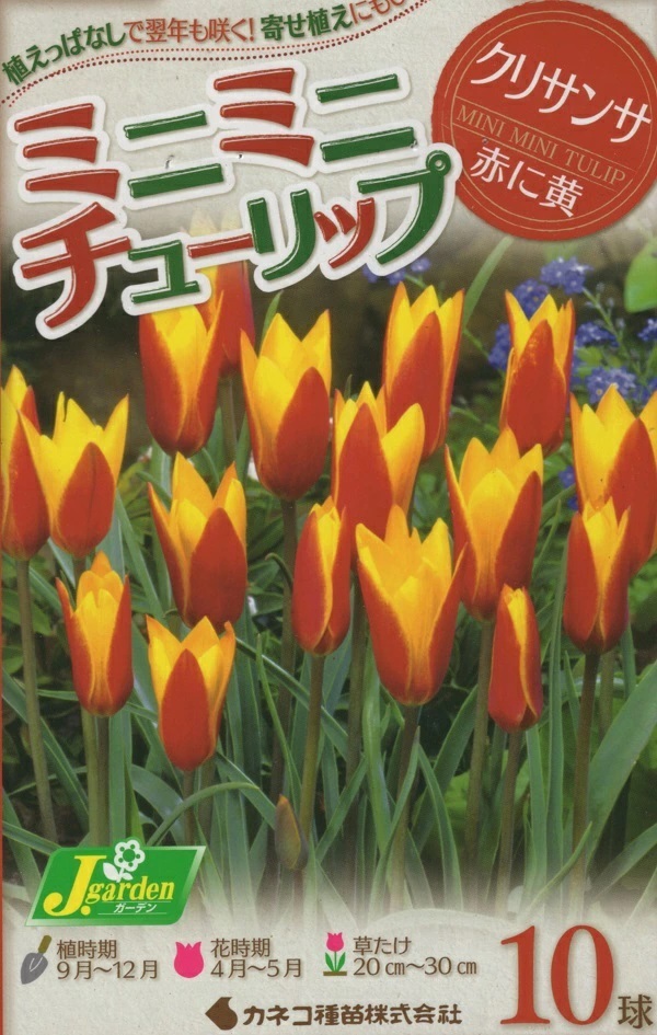 ミニミニチューリップ クリサンサ