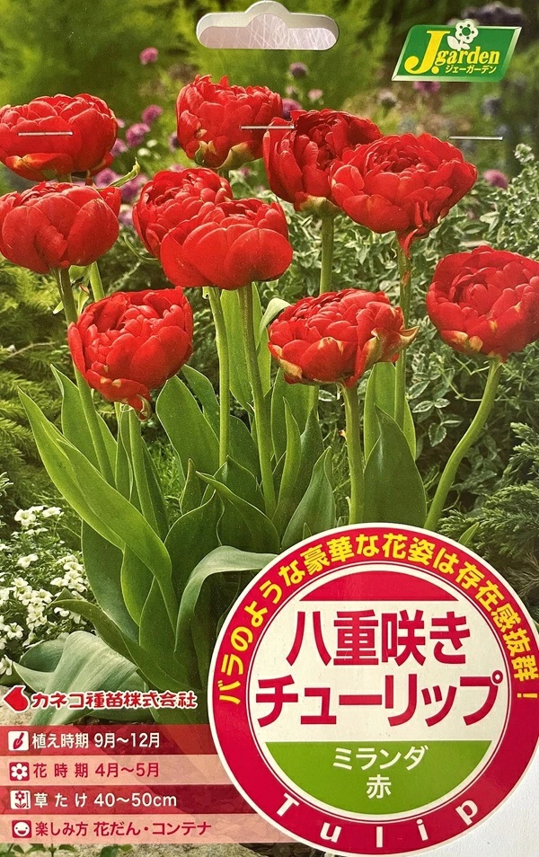 八重咲きチューリップ ミランダ