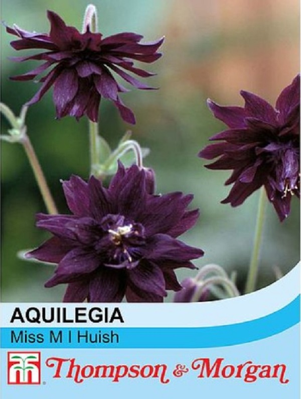 アキレギア ミス M.I ハイッシュ