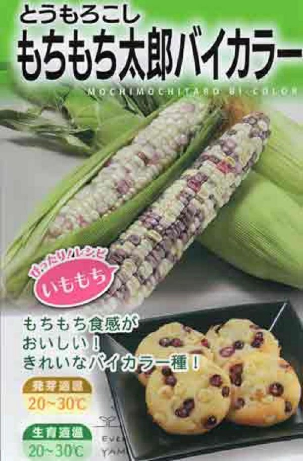 とうもろこし もちもち太郎バイカラー