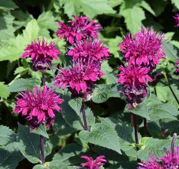 モナルダ 'ビートゥルー'