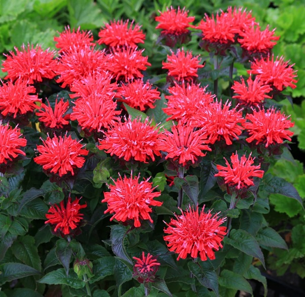 モナルダ 'パドンマイセリーズ'