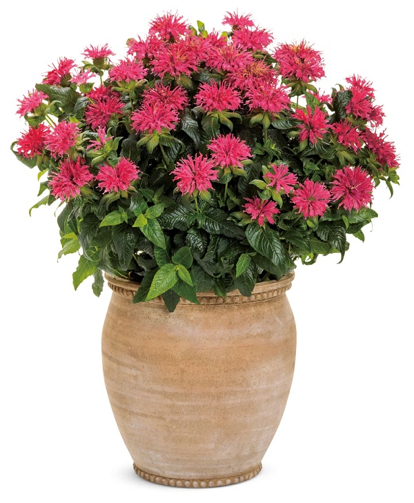 モナルダ　フォーグローズ