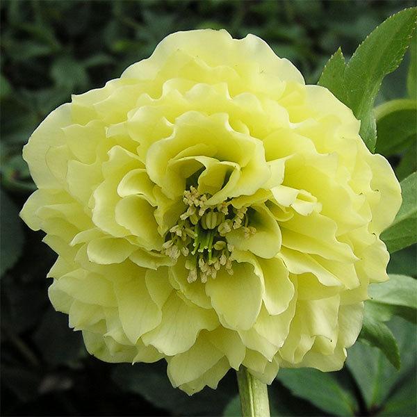 花苗 ミヨシのクリスマスローズ ムーン プリマドレス 9cmポット 1苗