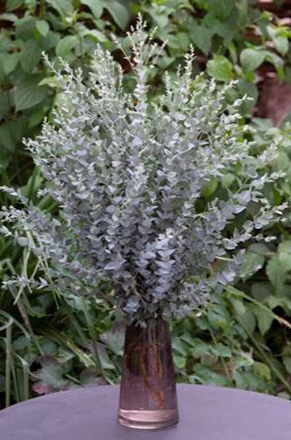 ユーカリプタス ラテンス ムーンラグーン