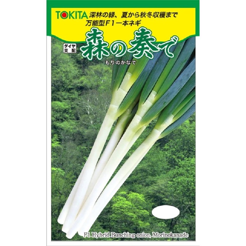 ネギ　森の奏で