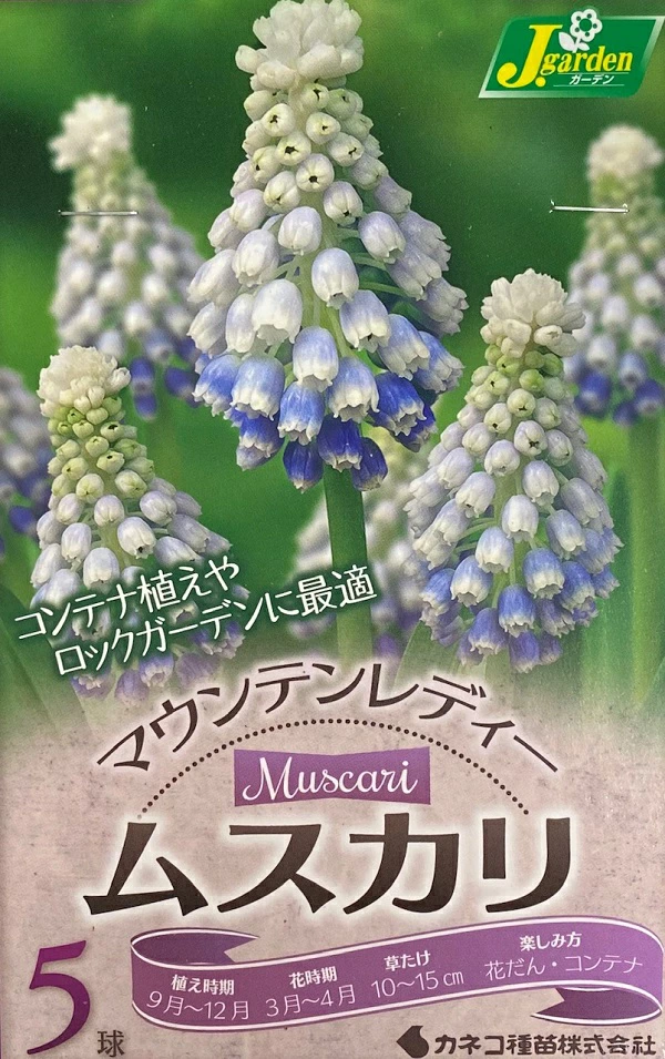 ムスカリ マウンテンレディー