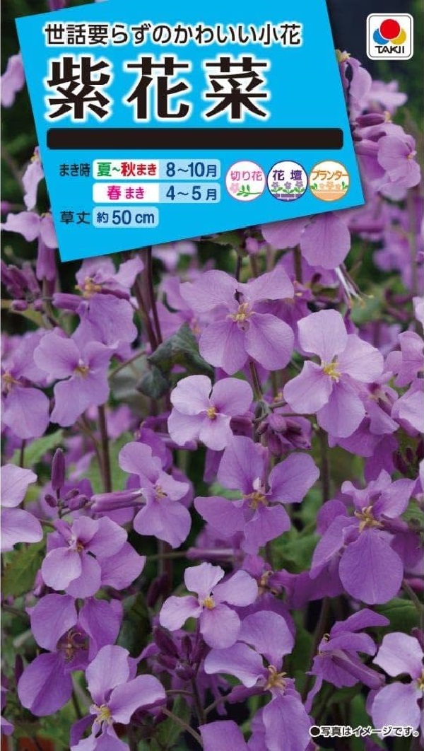 花種子 紫花菜（ムラサキハナナ） タキイ種苗のタネ
