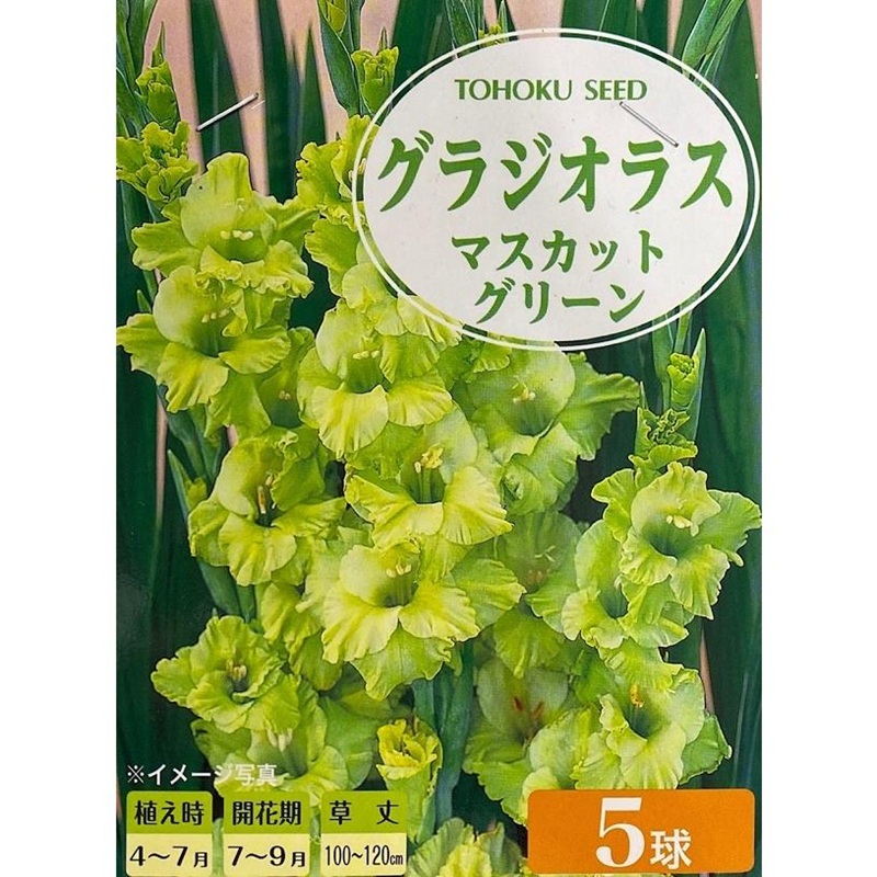 グラジオラス　マスカットグリーン