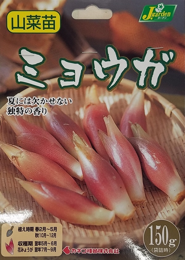 ミョウガ150