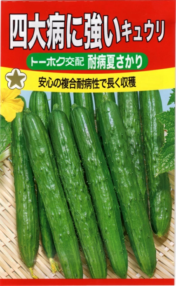 きゅうり　夏さかり