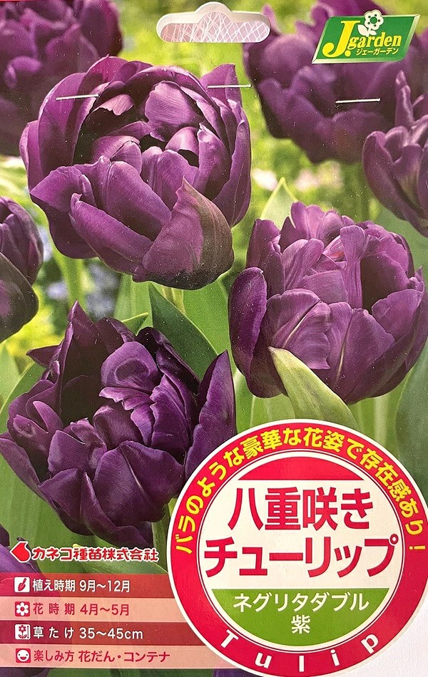 八重咲きチューリップネグリタダブル