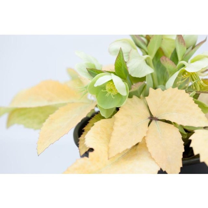 クリスマスローズ ステルニー ネオゴールデンリーフ