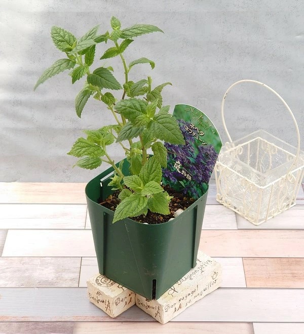 ネペタ 'ネプチューン'