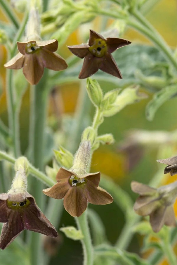 nicotiana