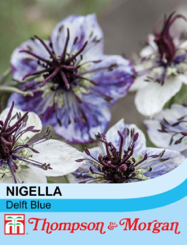 ニゲラ パピロサ デルフト ブルー